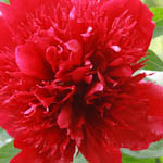Paeonia 'Red Charm' , Peony 'Red Charm', 'Red Charm Peony, Red Peonies, Red Flowers, Fragrant Peonies